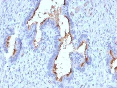 Immunohistochemistry-Paraffin: Podocalyxin Like Antibody (PODXL/2185) - Azide and BSA Free [NBP2-79884]