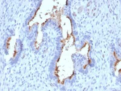 Immunohistochemistry-Paraffin: Podocalyxin Like Antibody (PODXL/2185) [NBP2-79749]