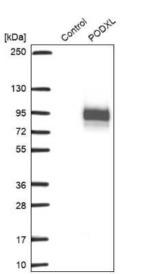 Western Blot: Podocalyxin Like Antibody [NBP2-13784]