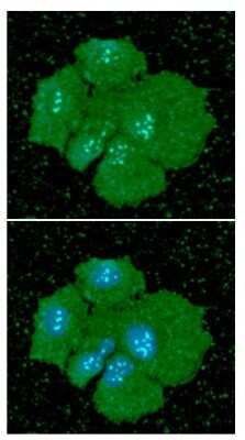 Immunocytochemistry/ Immunofluorescence: Podoplanin Antibody (56F7) - BSA Free [NBP2-59445]