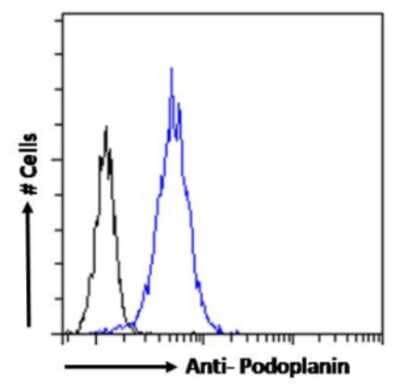 Flow Cytometry: Podoplanin Antibody (PMab-1) - Chimeric - Azide and BSA Free [NBP3-11971]