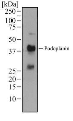 Western Blot: Podoplanin Antibody (pmab-1)Azide and BSA Free [NBP2-80917]