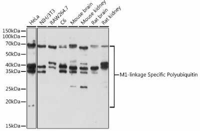 Western Blot: Poly-Ubiquitin AntibodyM1 LinkageAzide and BSA Free [NBP3-05631]