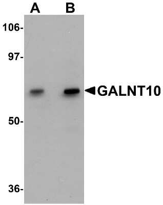 Western Blot: Polypeptide GalNac Transferase 10/GALNT10 AntibodyBSA Free [NBP1-77058]