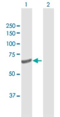 Western Blot: Polypeptide GalNac Transferase 4/GALNT4 Antibody [H00008693-D01P]