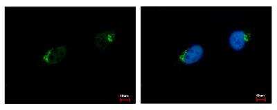 Immunocytochemistry/ Immunofluorescence: Polypeptide GalNac Transferase 7/GALNT7 Antibody [NBP1-32491]