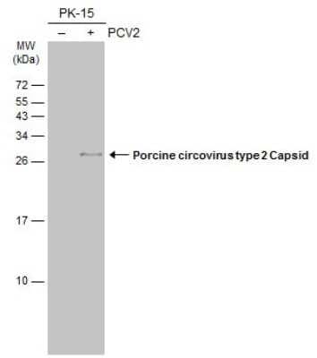 Western Blot: Porcine Circovirus 2 Capsid Antibody (GT1641) [NBP3-13602]