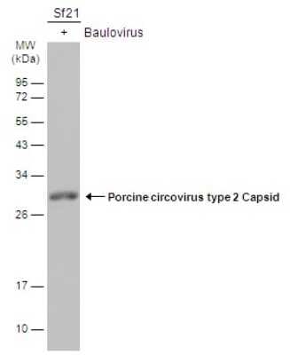Western Blot: Porcine Circovirus 2 Capsid Antibody [NBP3-12878]