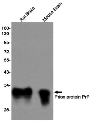 Western Blot: PrPC Antibody (S03-2E2) [NBP3-19967]
