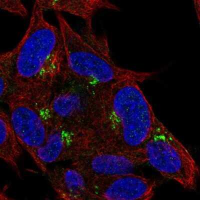 Immunocytochemistry/ Immunofluorescence: Pref-1/DLK1/FA1 Antibody [NBP2-32358]