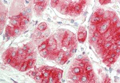 Immunohistochemistry-Paraffin: Pref-1/DLK1/FA1 Antibody (PF13-3) - Azide and BSA Free [NBP2-80046]