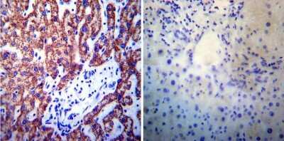 Immunohistochemistry-Paraffin: Presenilin-1 Antibody (APS 11) [NB300-749]
