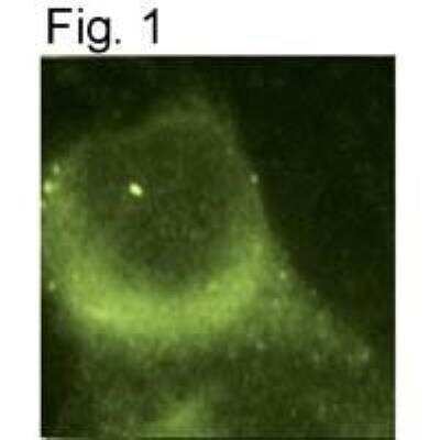 Immunocytochemistry/ Immunofluorescence: Presenilin-1 Antibody (APS 18) [NB100-74510]