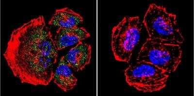 Immunocytochemistry/ Immunofluorescence: Presenilin-2 Antibody (APS 21) [NB100-74512]