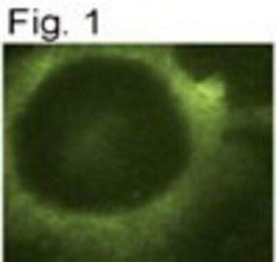Immunocytochemistry/ Immunofluorescence: Presenilin-2 Antibody (APS 26) [NB100-74513]