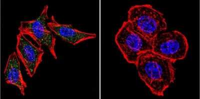 Immunocytochemistry/ Immunofluorescence: Presenilin-2 Antibody (APS 26) [NB100-74513]