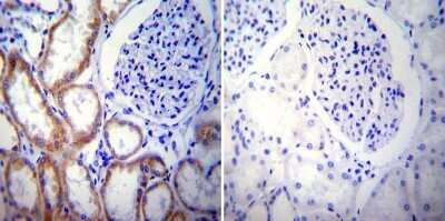 Immunohistochemistry-Paraffin: Presenilin-2 Antibody (APS 26) [NB100-74513]