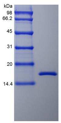 SDS-PAGE: Recombinant Rhesus Macaque TNF-alpha Protein [NBP2-35321]