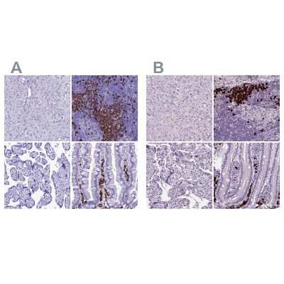 Immunohistochemistry-Paraffin: Proapoptotic Caspase Adaptor Protein Antibody [NBP1-92287]