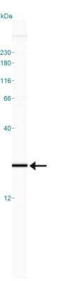 Simple Western: Profilin 1 AntibodyBSA Free [NBP1-19344]