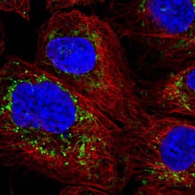 Immunocytochemistry/ Immunofluorescence: Prohibitin 2 Antibody [NBP2-13754]