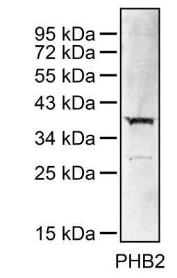 Western Blot: Prohibitin 2 AntibodyBSA Free [NBP2-50549]