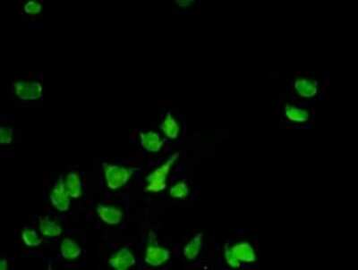Immunocytochemistry/ Immunofluorescence: Prohibitin Antibody (3F4-2B2) [H00005245-M01]