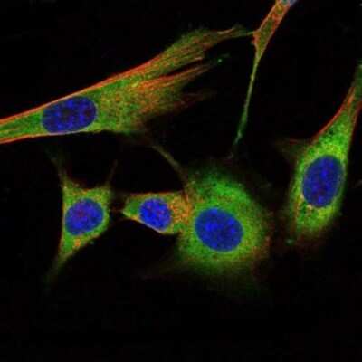 Immunocytochemistry/ Immunofluorescence: Prohibitin Antibody (5H7) - BSA Free [NBP2-37563]