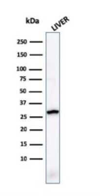 Western Blot: Prohibitin Antibody (PHB/1881)Azide and BSA Free [NBP3-08686]