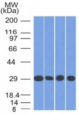 Western Blot: Prohibitin Antibody (PHB/1882) [NBP3-07833]