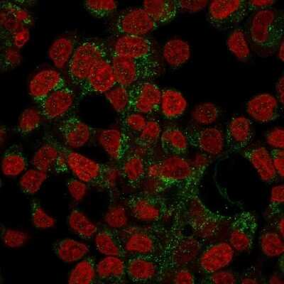 Immunocytochemistry/ Immunofluorescence: Prohibitin Antibody (PHB/3194) - Azide and BSA Free [NBP3-08752]