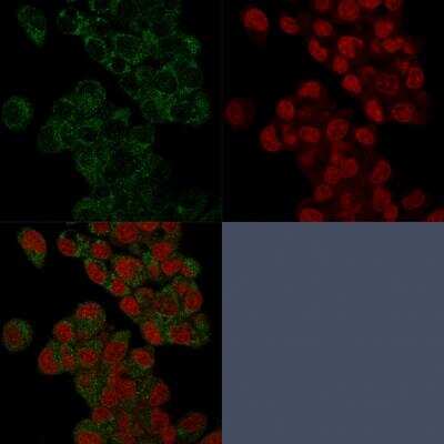 Immunocytochemistry/ Immunofluorescence: Prohibitin Antibody (PHB/3225) - Azide and BSA Free [NBP2-79883]