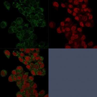 Immunocytochemistry/ Immunofluorescence: Prohibitin Antibody (PHB/3225) [NBP2-79748]