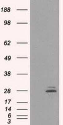 Western Blot: Prolactin Antibody (OTI6B1)Azide and BSA Free [NBP2-73609]