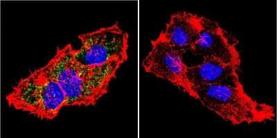 Immunocytochemistry/ Immunofluorescence: Prolactin R Antibody (U5) [NB300-561]