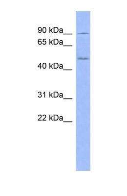 Western Blot: Prolyl Oligopeptidase/PREP Antibody [NBP1-56841]