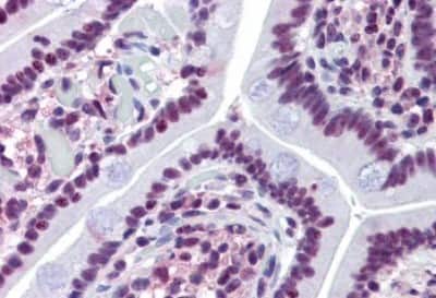 Immunohistochemistry-Paraffin: Prominin 2 Antibody [NBP3-14449]