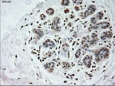 Immunohistochemistry-Paraffin: Prominin 2 Antibody (OTI6B7) [NBP1-47938]