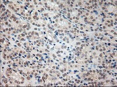 Immunohistochemistry-Paraffin: Prominin 2 Antibody (OTI6B7) [NBP1-47938]