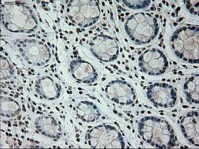 Immunohistochemistry-Paraffin: Prominin 2 Antibody (OTI6B7) [NBP1-47938]