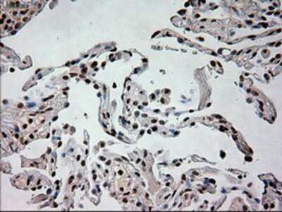 Immunohistochemistry-Paraffin: Prominin 2 Antibody (OTI6B7) [NBP1-47938]