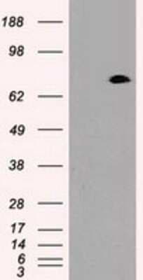 Western Blot: Prominin 2 Antibody (OTI6B7) [NBP1-47938]