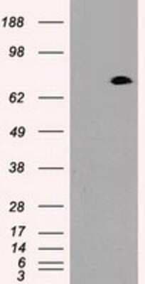 Western Blot: Prominin 2 Antibody (OTI6B7)Azide and BSA Free [NBP2-73616]