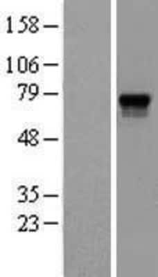Western Blot: Proprotein Convertase 2/PCSK2 Overexpression Lysate [NBL1-14190]