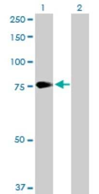 Western Blot: Proprotein Convertase 2/PCSK2 Antibody [H00005126-D01P]