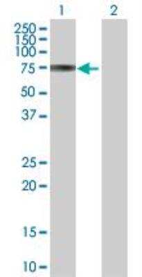 Western Blot: Proprotein Convertase 7/PCSK7 Antibody [H00009159-B01P]