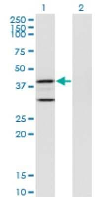 Western Blot: Prostaglandin E Synthase 2/PTGES2 Antibody (5B7) [H00080142-M01]