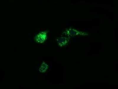 Immunocytochemistry/ Immunofluorescence: Prostaglandin E Synthase 2/PTGES2 Antibody (OTI2C3) - Azide and BSA Free [NBP2-73623]