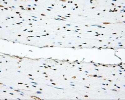 Immunohistochemistry-Paraffin: PSP94/MSMB Antibody (OTI6C7) [NBP2-02450]