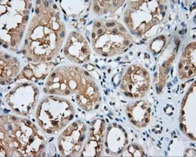 Immunohistochemistry-Paraffin: PSP94/MSMB Antibody (OTI6C7) [NBP2-02450]